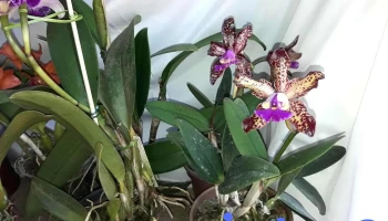 Fiesta Nacional De La Orquidea - Montecarlo