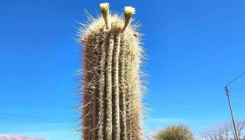 Información Turística - Acceso Humahuaca &