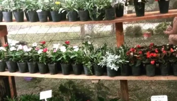 Vivero Raíces - Oro Verde