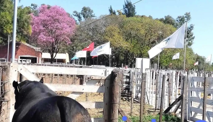 Predio Sociedad Rural de San Cristóbal - San Cristobal