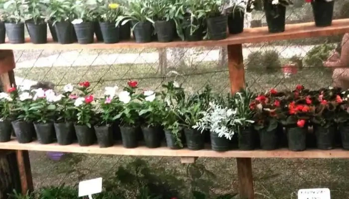 Vivero Raíces - Oro Verde
